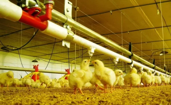 Climatizacion-para-granjas-de-pollos